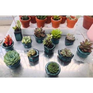 Chậu hoả biến mini size 2-4cm / Chậu bonsai mini men gốm Bát tràng