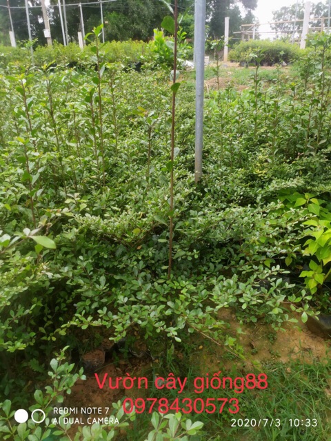 Cây bàng giống đài loan cao 40-50cm