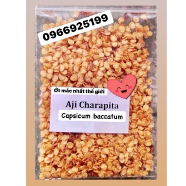 100 hạt giống thuần chủng ớt mắc nhất thế giới Aji charapita