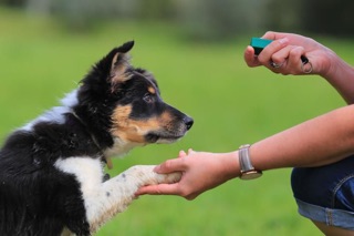 CLICKER HUẤN LUYỆN CHÓ