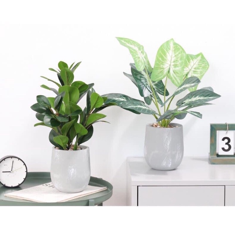 Hoa giả trường sinh kích thước lớn
