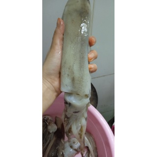 Mực ống (1kg)