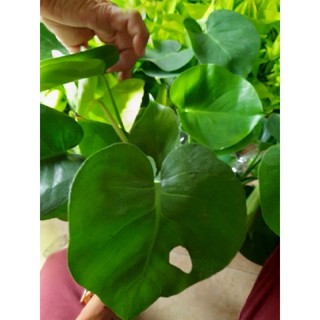 Trầu Bà Lá Xẻ ( để bàn )