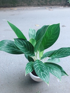 Chậu Cây Bạch Mã Hoàng Tử