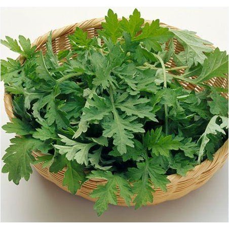50 Hạt Giống Ngải Cứu - Ngải Đắng Mugwort