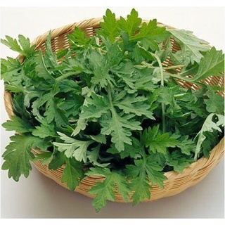 50 hạt giống ngải cứu - ngải đắng mugwort