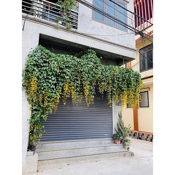 CÂY LAN HOÀNG DƯƠNG LEO GIÀN