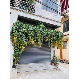 CÂY LAN HOÀNG DƯƠNG LEO GIÀN