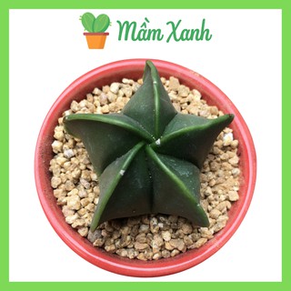 Xương rồng Astro | Cactus | Cây mọng nước họ sen đá