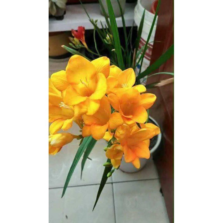 CỦ HOA LAN NAM PHI CÓ 6 MÀU