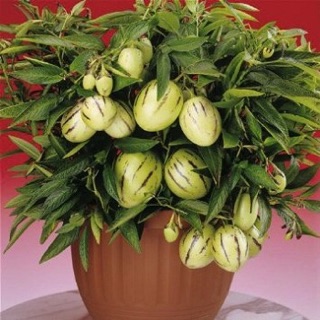 Hạt giống Dưa PEPINO