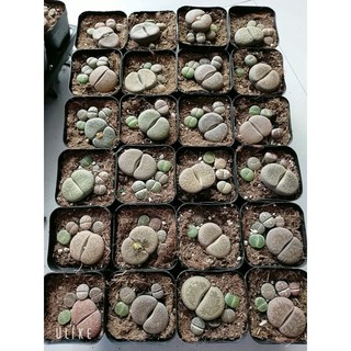 lithops hình bàn chân 3.5-3.8cm