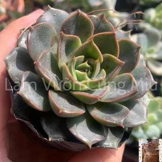 Sen Đá Hồng Nâu 🎂🎂🎂 Size Bầu