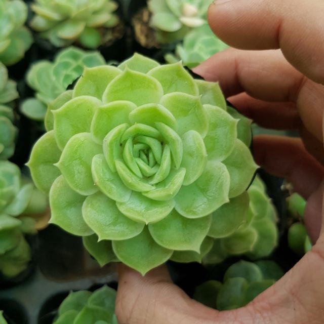 Combo 03 sen đá Ngọc bích- Hàng thuần, siêu dễ trồng, LỖI 1 ĐỔI 1