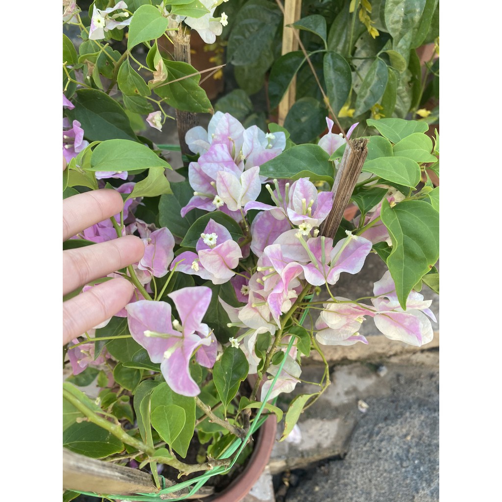 Hoa giấy màu hồng gân