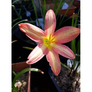1 củ huệ mưa Rose perfection