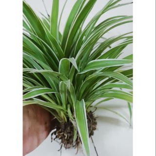 Cụm cây lan chi kép (y hình)