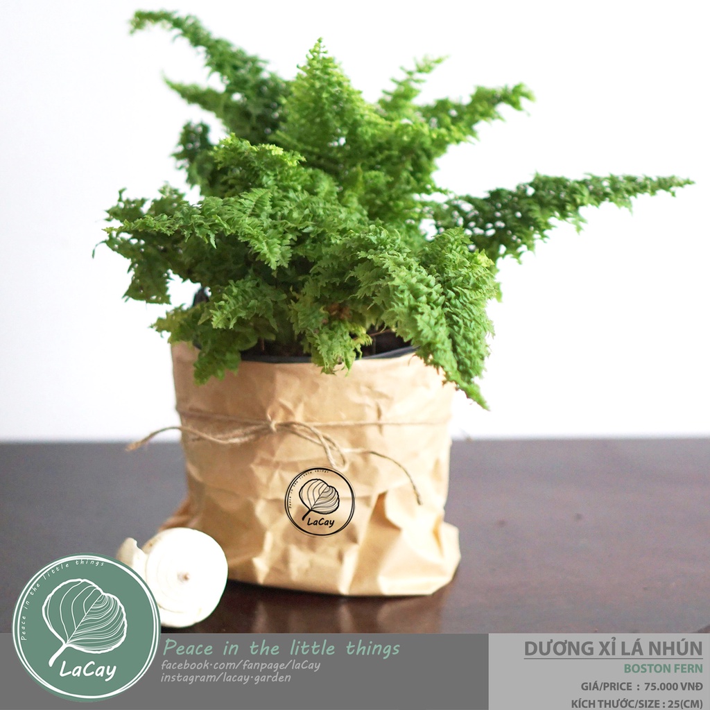 DƯƠNG XỈ LÁ NHÚN / BOSTON FERN