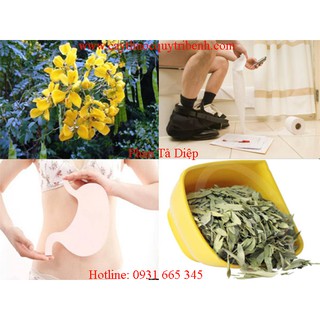 Phan tả diệp 500gr _ Thảo Dược Thanh Bình