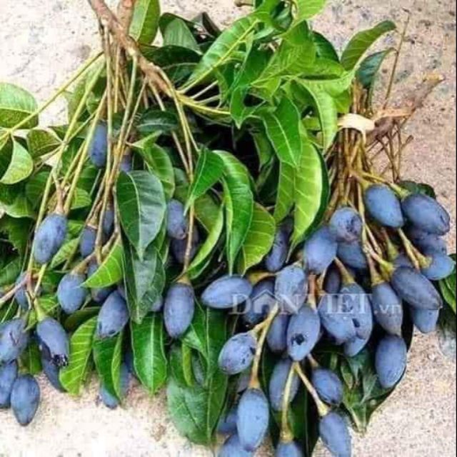 Tổng hợp Quả Trám Đen Nếp giá rẻ, bán chạy tháng 6/2023 - BeeCost