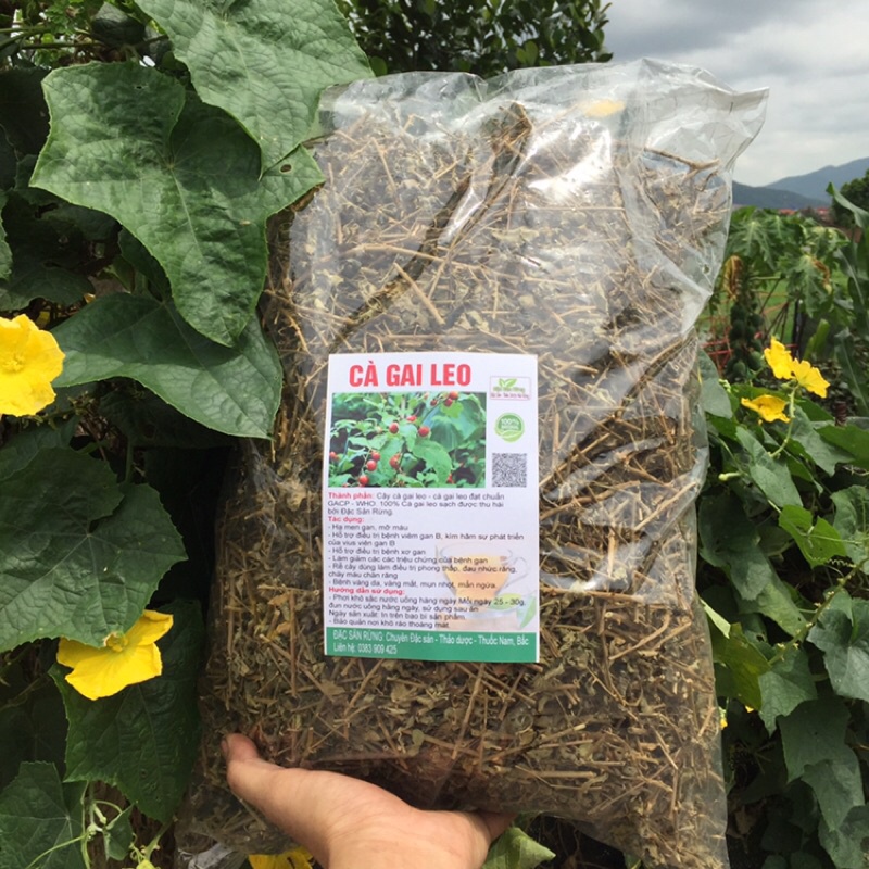 Cà Gai Leo Khô ( 1kg ) - Thải Độc Gan , Đặc Sản rừng ĐSR