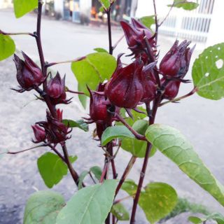 Hạt giống hoa artiso đỏ
