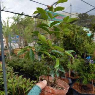 Nho thân gỗ đỏ ( nho đỏ  12 vụ)