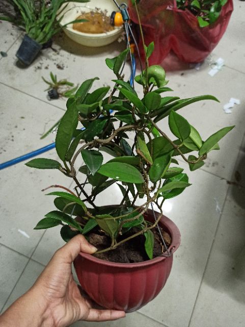 Lan cẩm cù trắng cây trưởng thành