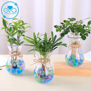 Lọ hoa thủy tinh miệng loe 14cm, lọ cây thủy tinh trang trí bàn làm việc cực đẹp