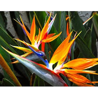 CHẬU CÂY HOA THIÊN ĐIỂU - HOA ĐẸP, TÌNH YÊU ĐẸP CHUNG THỦY - GỬI ĐI NGUYÊN BẦU