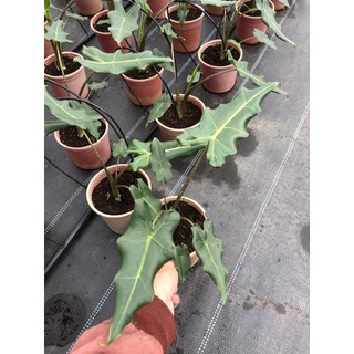 Cây môn Alocasia Sarian