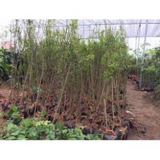 Cây Lựu Đỏ - Cây Ăn Quả - H2O Farm + Tặng 01 cây dâu da đất ( bòn bon)