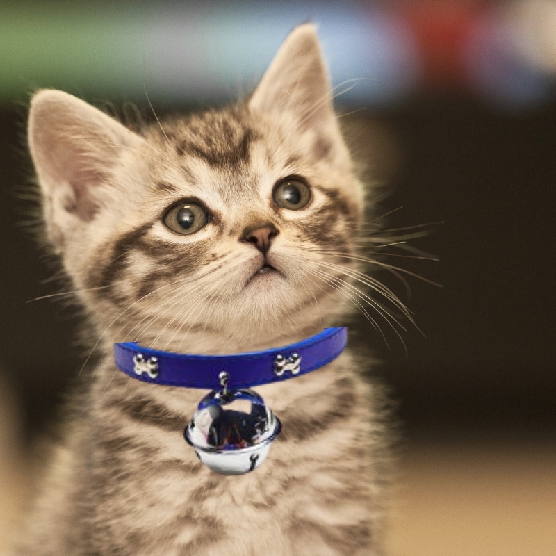 Vòng cổ cho Chó Mèo chuông Doraemon lớn siêu dễ thương - Vòng cổ cho Thú cưng