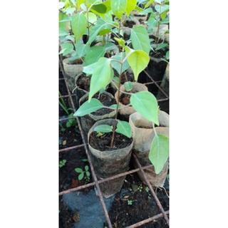 3 Cây giống lá giang