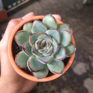 Sen đá viền đỏ và châu đất nung