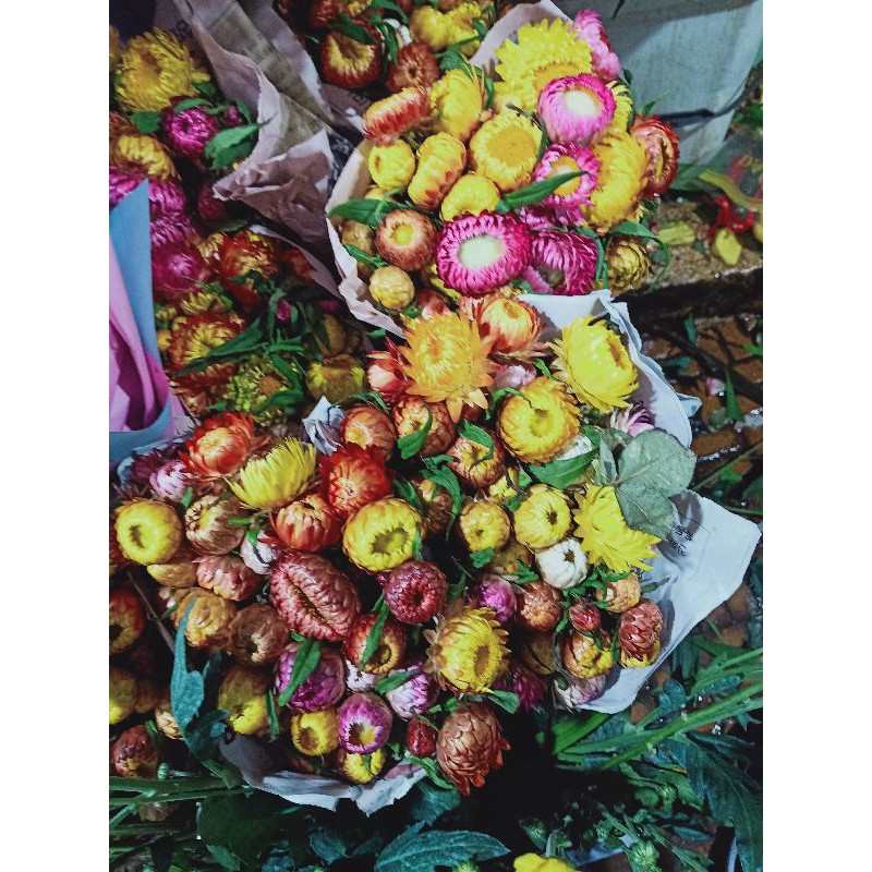 Hoa cúc bất tử tươi Đà Lạt (nguyên đoá)