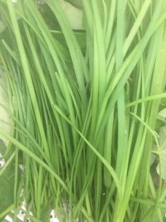 Cây hẹ giống (10-15 cây)