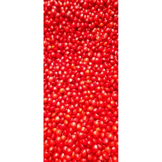 Hạt giống cẩm Thái Lan