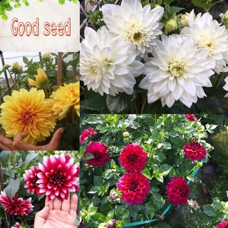 ⚡️ HẠT GIỐNG HOA THƯỢC DƯỢC MIX⚡️ NẢY MẦM 100% GÓI 50 HẠT