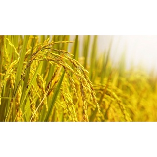 500Gr hạt lúa (thóc) [Paddy Seeds] cho Gà Kiểng, Chim Cảnh hoặc ươm mầm.
