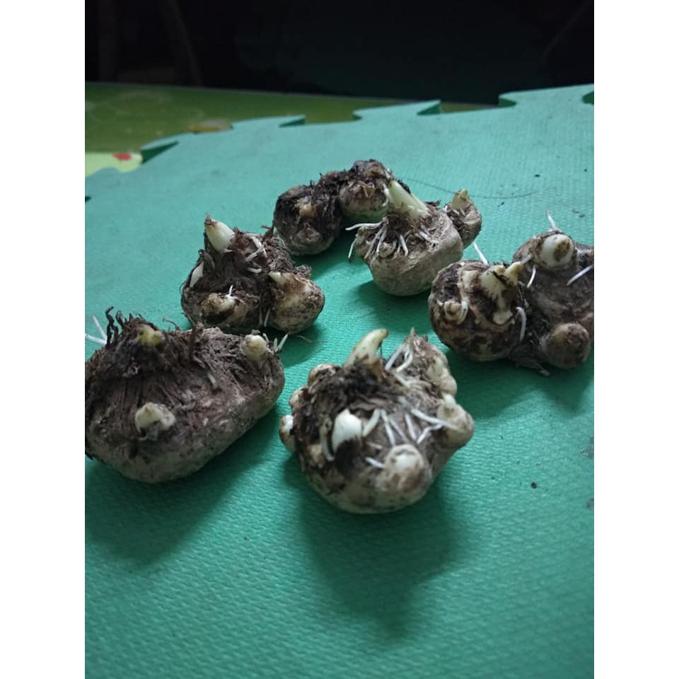 Siêu kích thích ra rễ