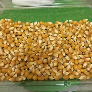 BẮP NỔ - MỸ (DÙNG LÀM MÓN BẮP RANG BƠ) - Vixi Mart