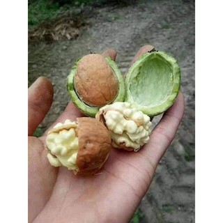 cây giống óc chó