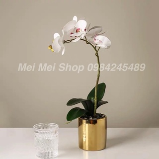 Chậu Lan hồ Điệp Trắng Tím