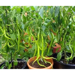 [Big Sale] (200-300 hạt) Hạt giống ớt tóc dài hair pepper chilli)