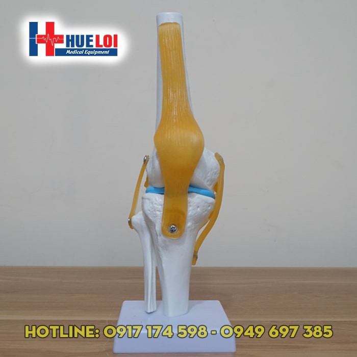 Mô hình khớp gối