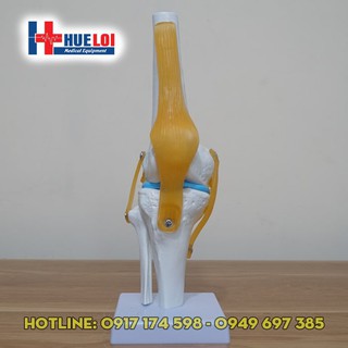 Mô hình khớp gối