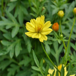 HẠT GIỐNG HOA SAO NHÁI ( COSMOS SULPHUREUS ) [shop uy tín]