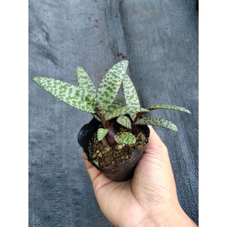 Sen hồ lô/lục bình