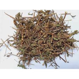 Cây xấu hổ tím khô túi 1kg